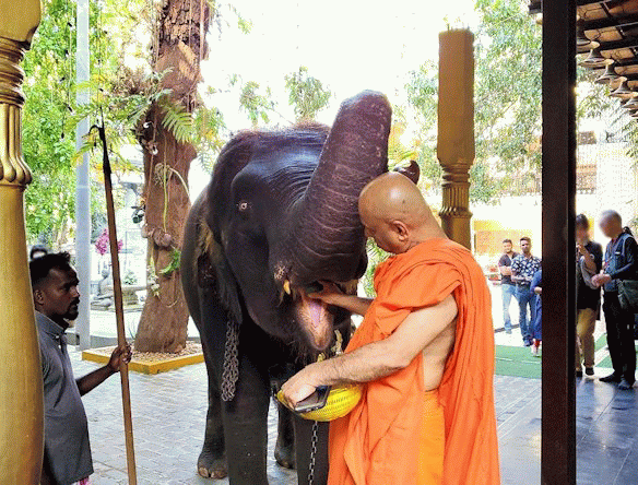 ガンガラーマ寺院敷地内で坊さんから餌をもらう象