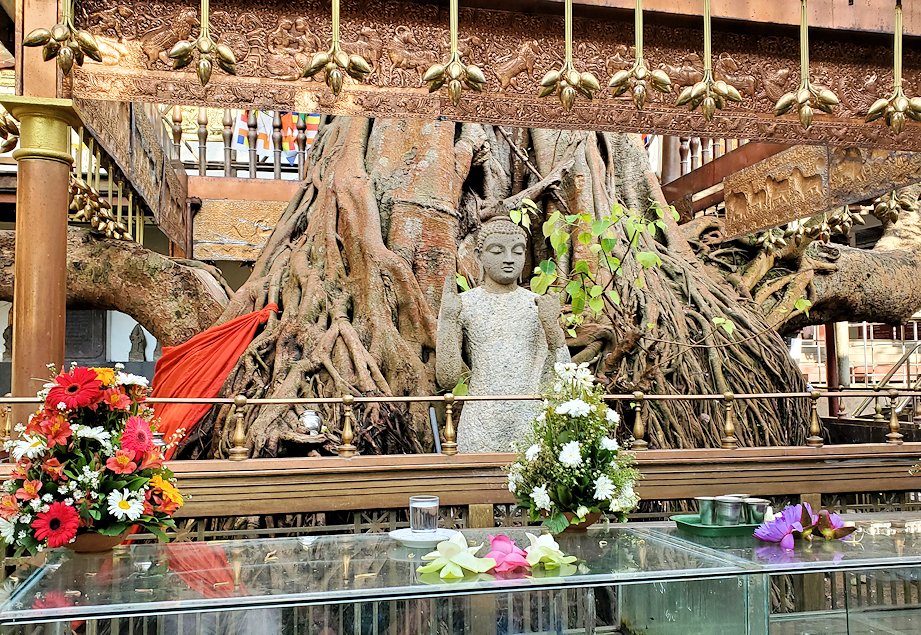 ガンガラーマ寺院敷地内にあるスリーマハー菩提樹の挿し木-2